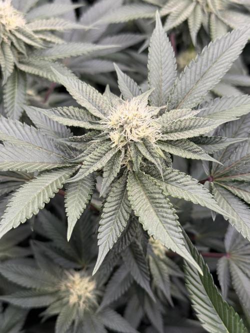 Girls love big tents. Week 8