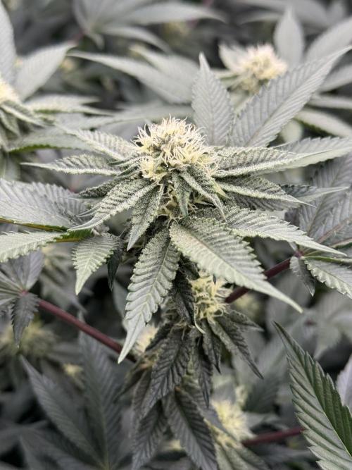 Girls love big tents. Week 8