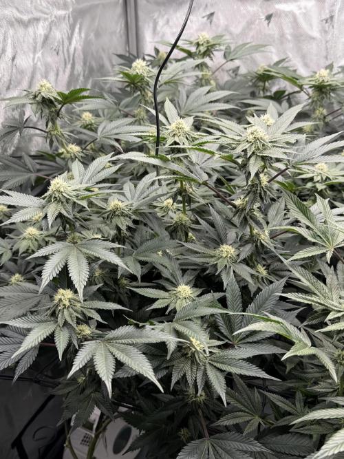 Girls love big tents. Week 8