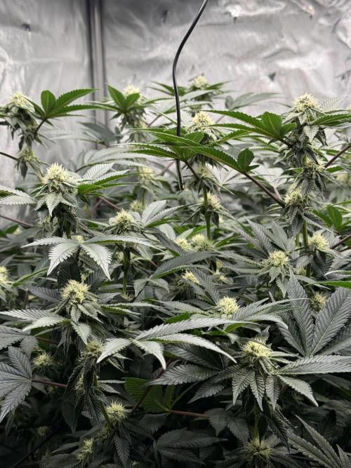 Girls love big tents. Week 8