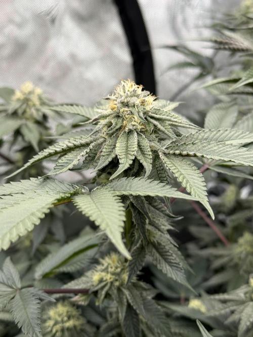 Girls love big tents. Week 9