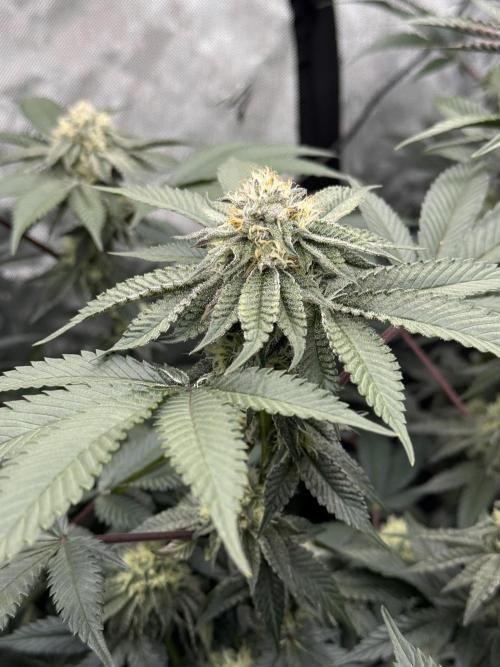 Girls love big tents. Week 9