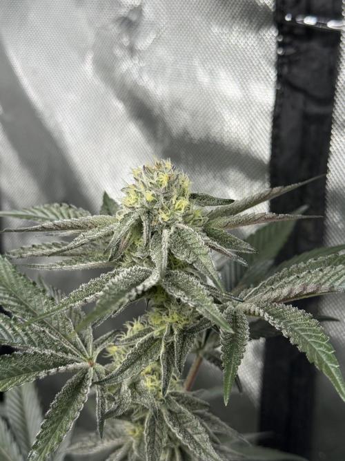 Girls love big tents. Week 9