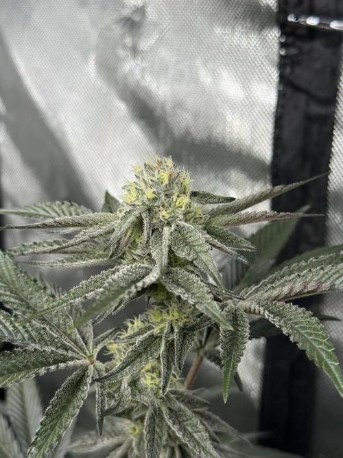 Girls love big tents. Week 9
