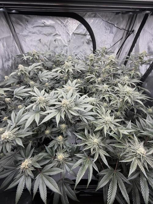 Girls love big tents. Week 9