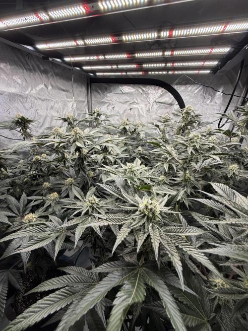 Girls love big tents. Week 9