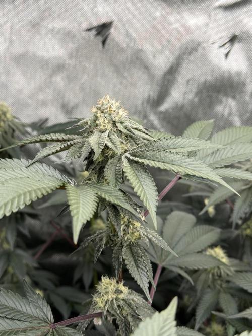 Girls love big tents. Week 9