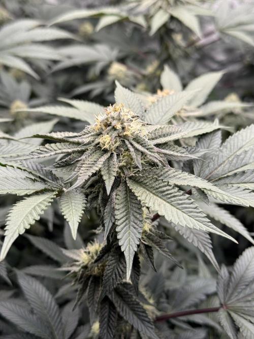 Girls love big tents. Week 9