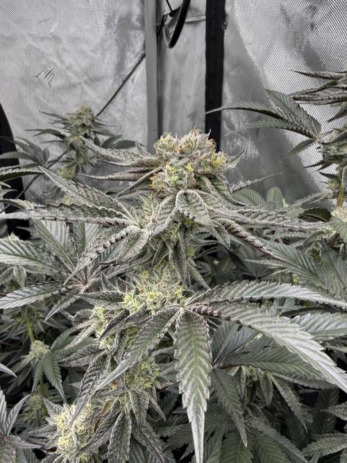 Girls love big tents. Week 10