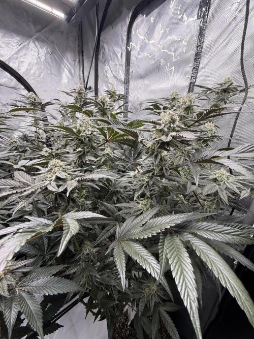 Girls love big tents. Week 10