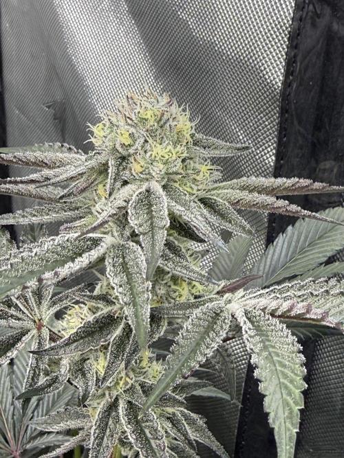 Girls love big tents. Week 10