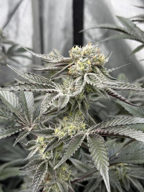 Girls love big tents. Week 10