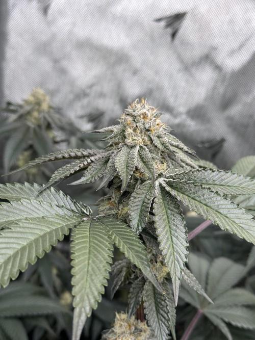 Girls love big tents. Week 10