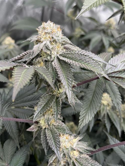 Girls love big tents. Week 10