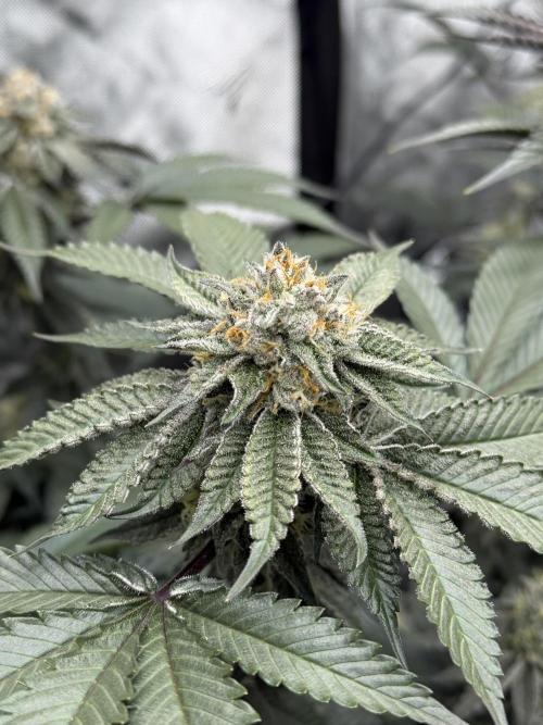 Girls love big tents. Week 10