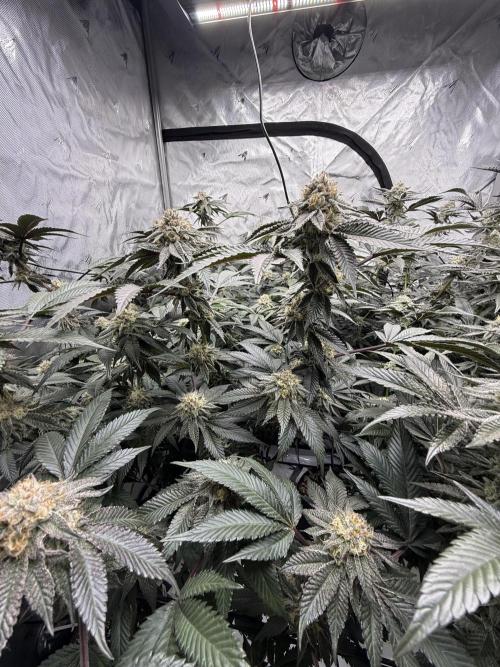 Girls love big tents. Week 10