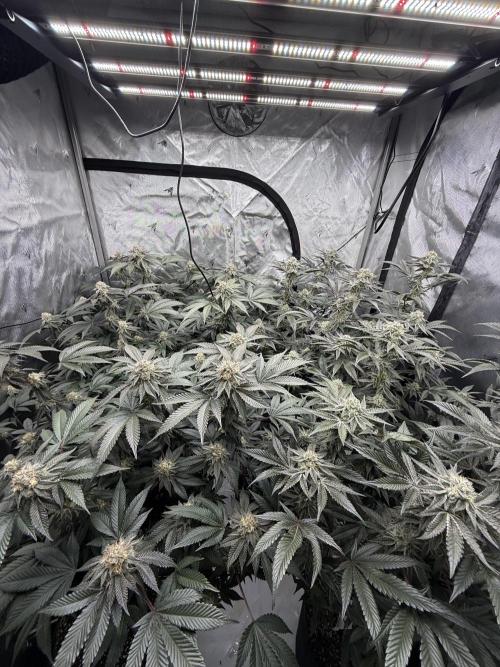 Girls love big tents. Week 10