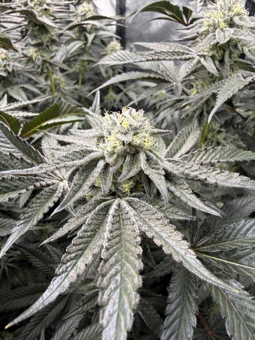 Girls love big tents. Week 10