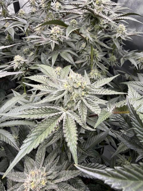 Girls love big tents. Week 10