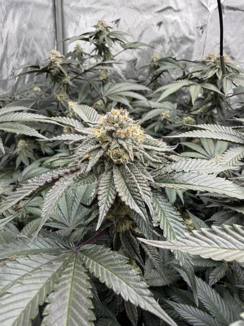 Girls love big tents. Week 10