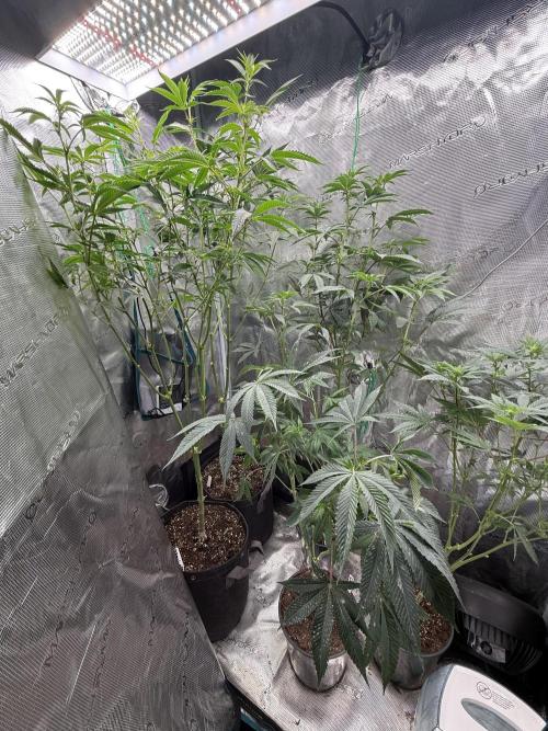 Girls love big tents. Week 11