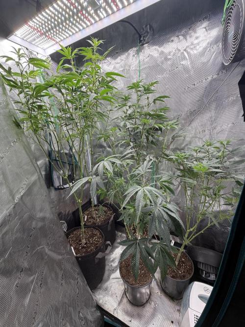 Girls love big tents. Week 11