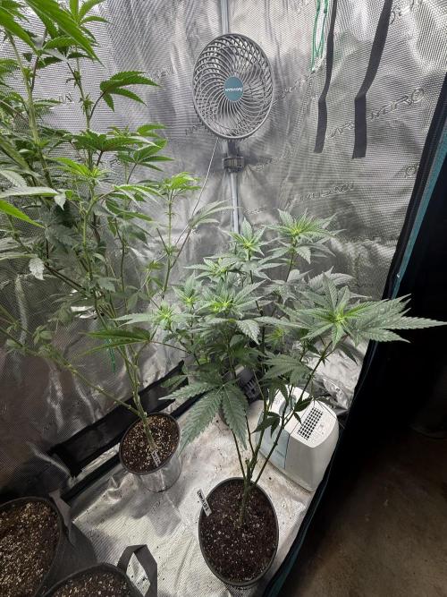 Girls love big tents. Week 11