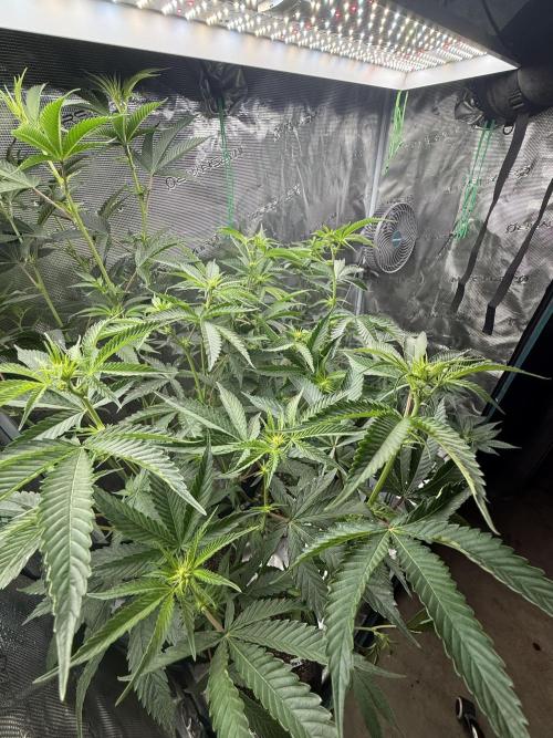 Girls love big tents. Week 11