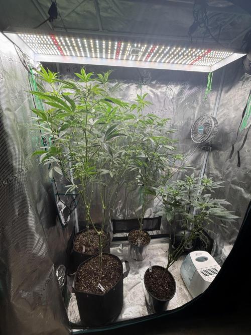 Girls love big tents. Week 11
