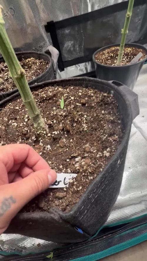 Girls love big tents