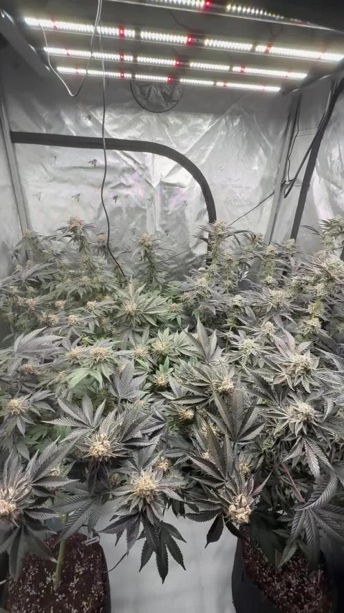 Girls love big tents