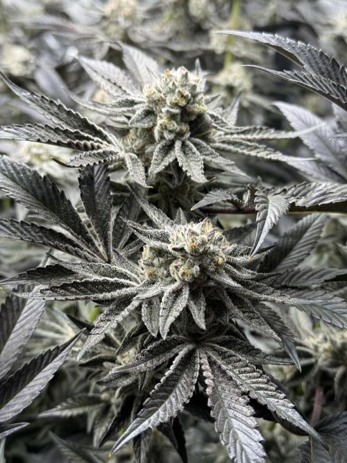 Girls love big tents. Week 12