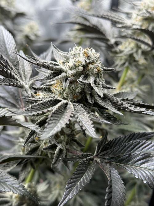 Girls love big tents. Week 12