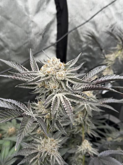 Girls love big tents. Week 12