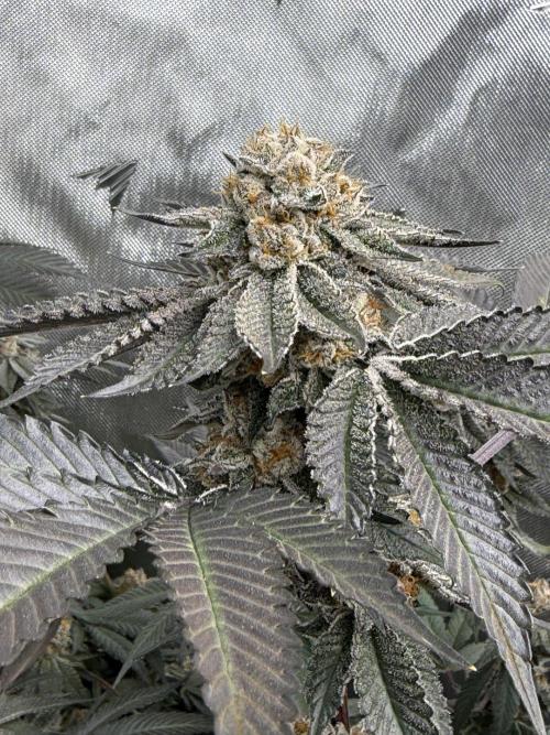 Girls love big tents. Week 12