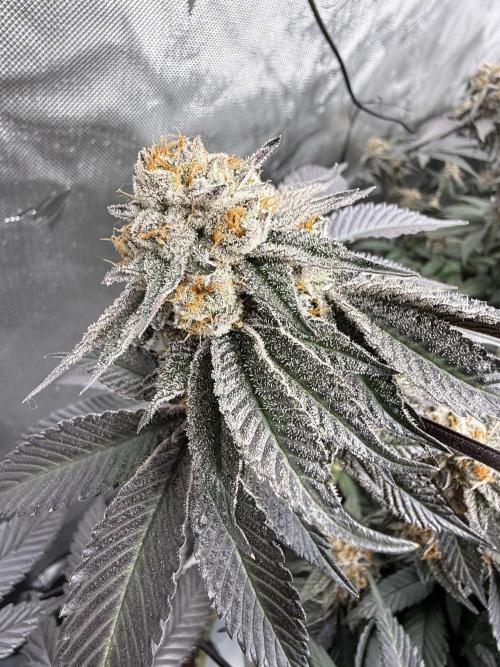 Girls love big tents. Week 12