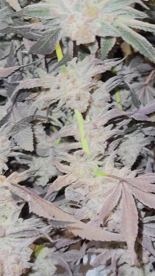 Girls love big tents