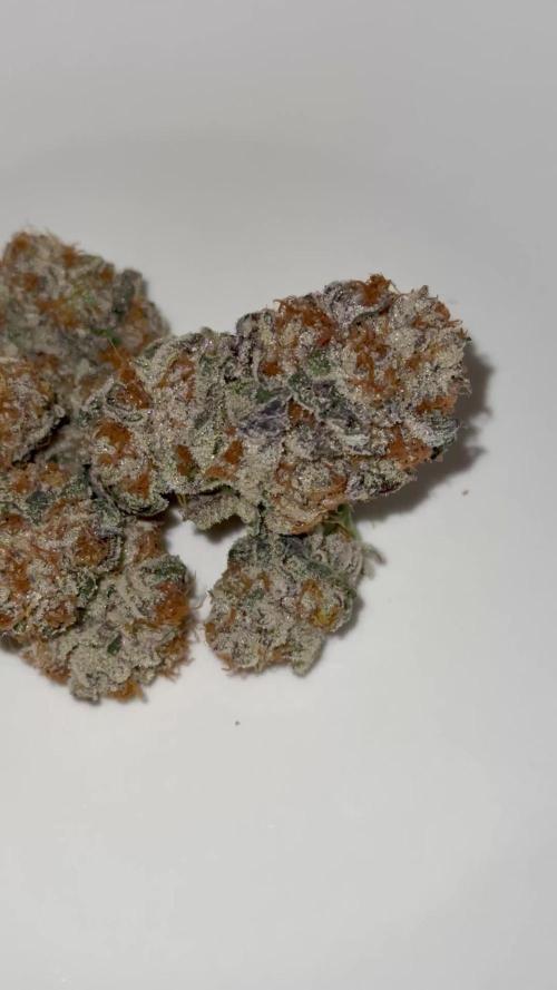 Girls love big tents