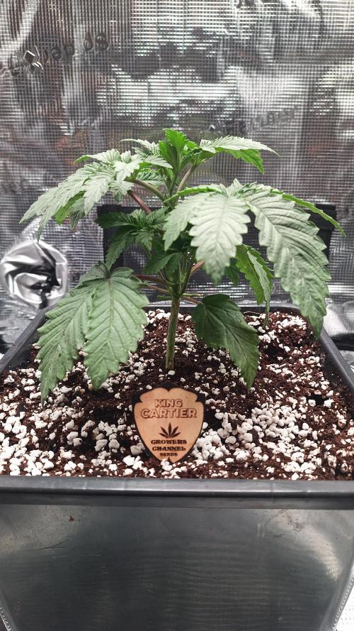 King Cartier (Hombre Cannabis seeds). Week 3