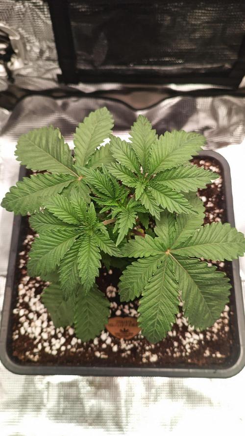 King Cartier (Hombre Cannabis seeds). Week 3