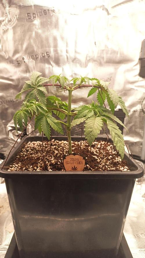 King Cartier (Hombre Cannabis seeds). Week 4