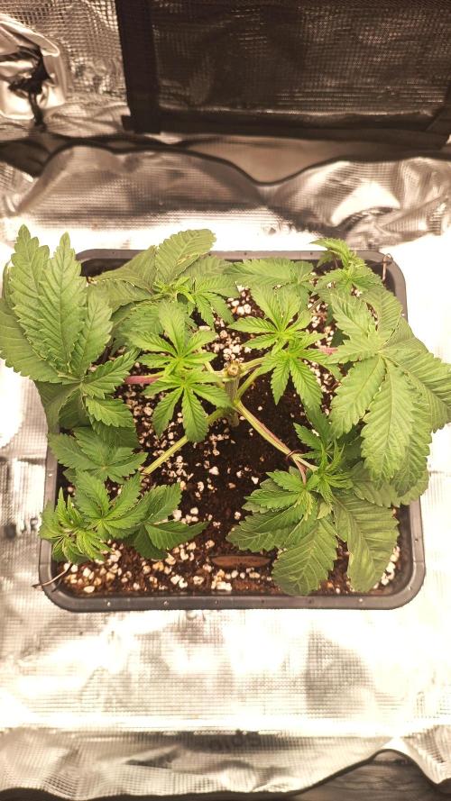 King Cartier (Hombre Cannabis seeds). Week 4