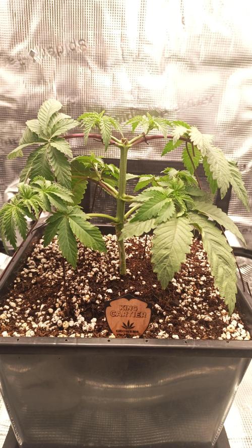 King Cartier (Hombre Cannabis seeds). Week 4
