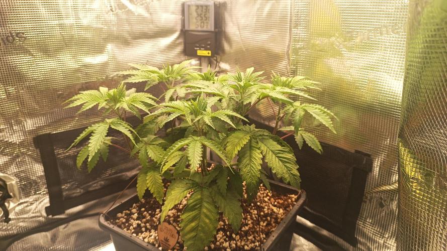 King Cartier (Hombre Cannabis seeds). Week 5