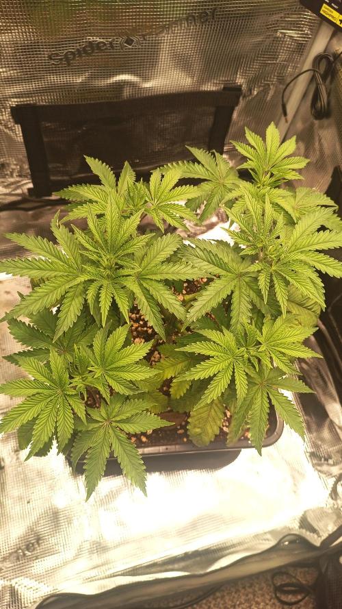 King Cartier (Hombre Cannabis seeds). Week 5