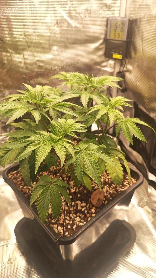 King Cartier (Hombre Cannabis seeds). Week 5