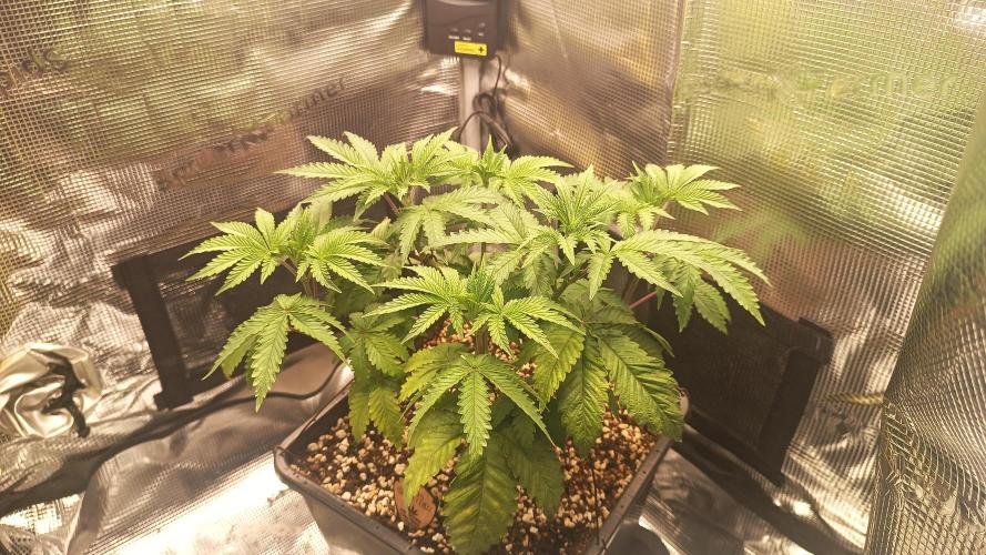 King Cartier (Hombre Cannabis seeds). Week 5