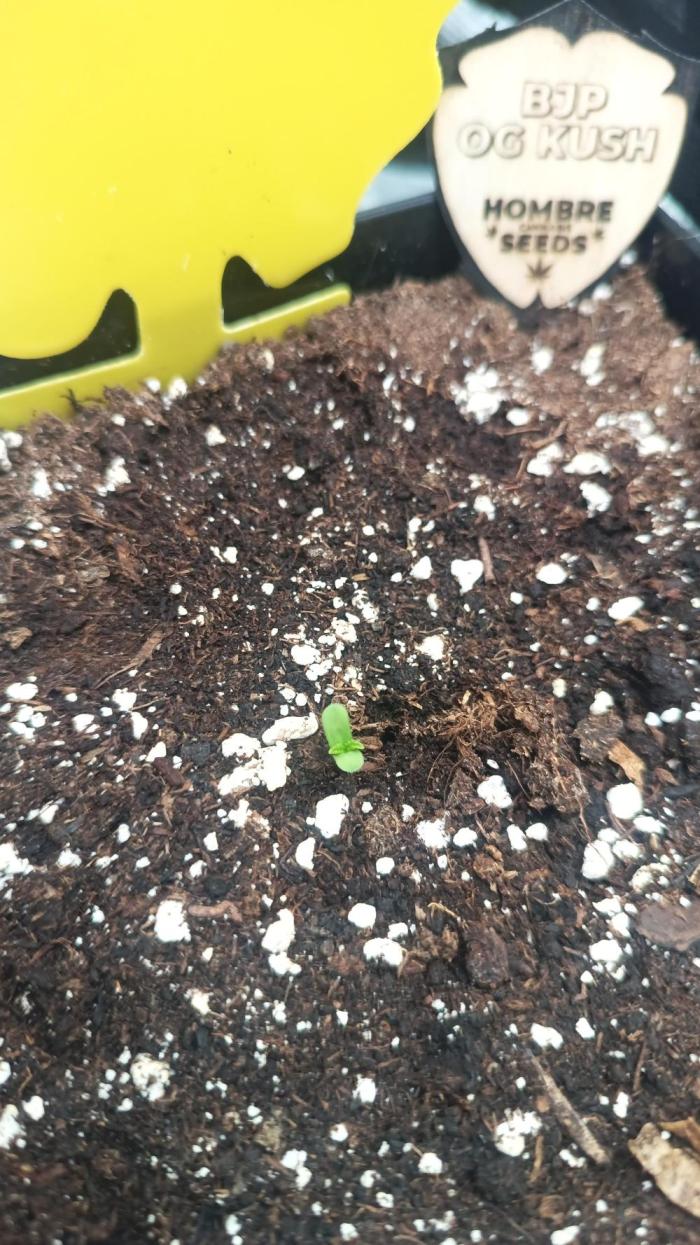 BJP OG KUSH. Week 0