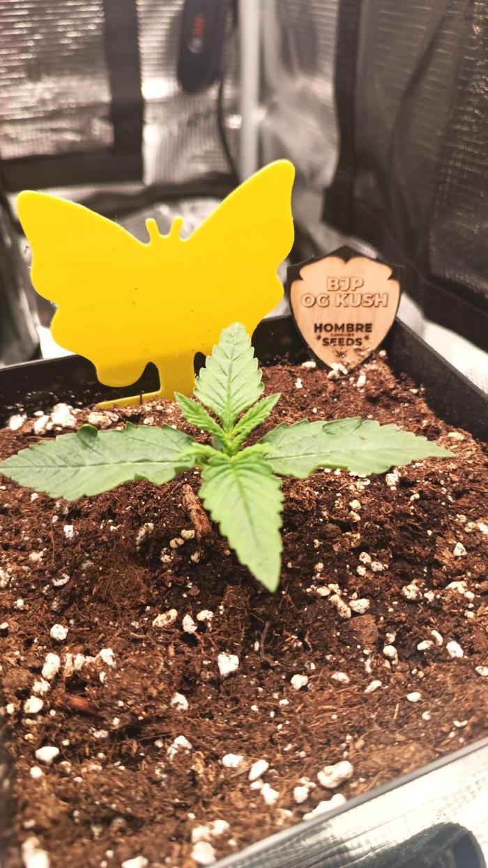 BJP OG KUSH. Week 1