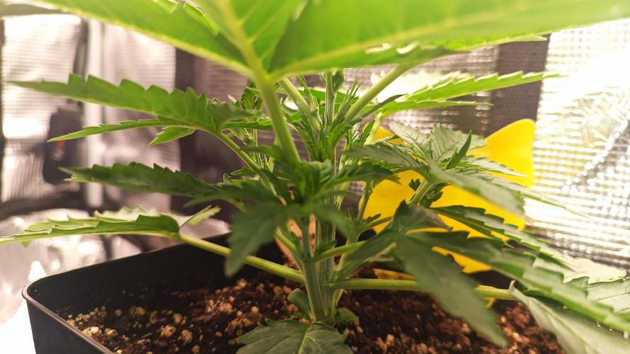 BJP OG KUSH. Week 2